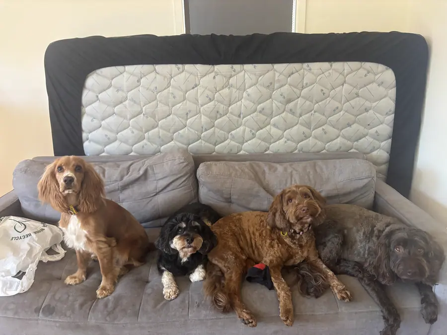 Rest and recharge at The Barkyard Club